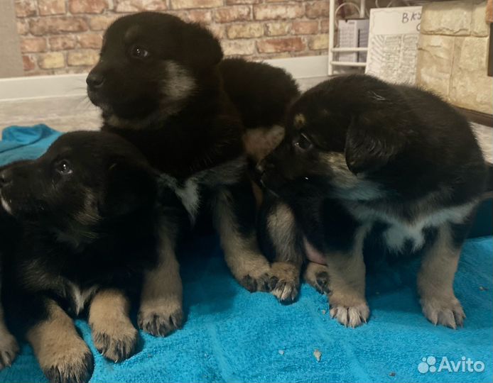 Щенки помесь овчарка с хаски