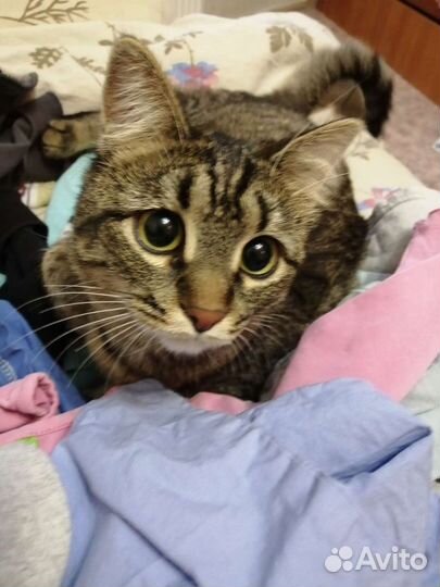 Передержка