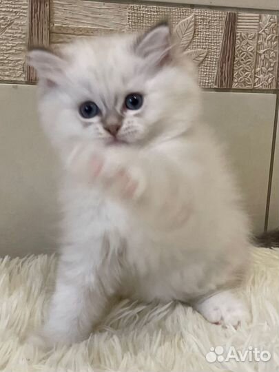 Девочка Рэгдолл