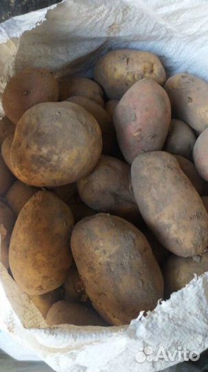 Продам картофель домашний крупный, средний