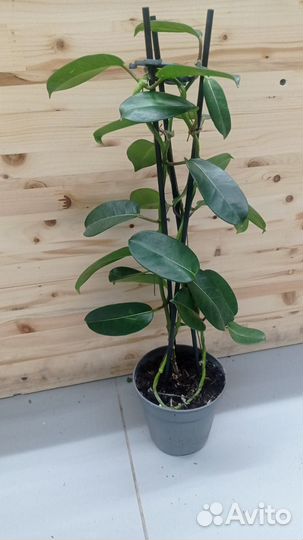 Стефанотис, птерис, жасмин