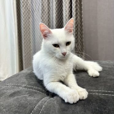 Турецкая ангора котёнок