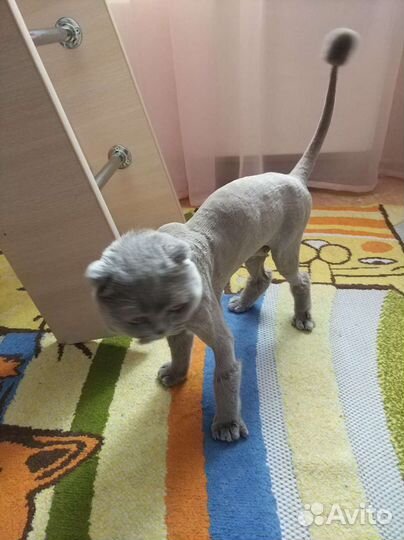 Груминг стрижка Кошек избавление от шерсти до 6 м