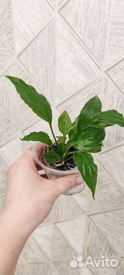 Спатифиллум