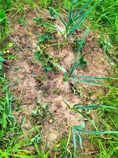 Участок 6 сот. (СНТ, ДНП)