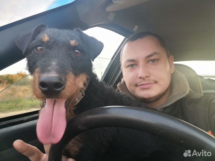 Ягдтерьер для вязки