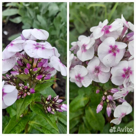 Флоксы многолетние