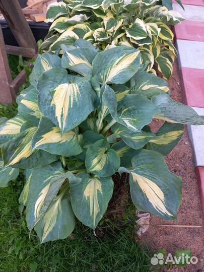 Хоста растение