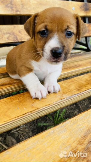 Щенки джек рассел терьер девочка