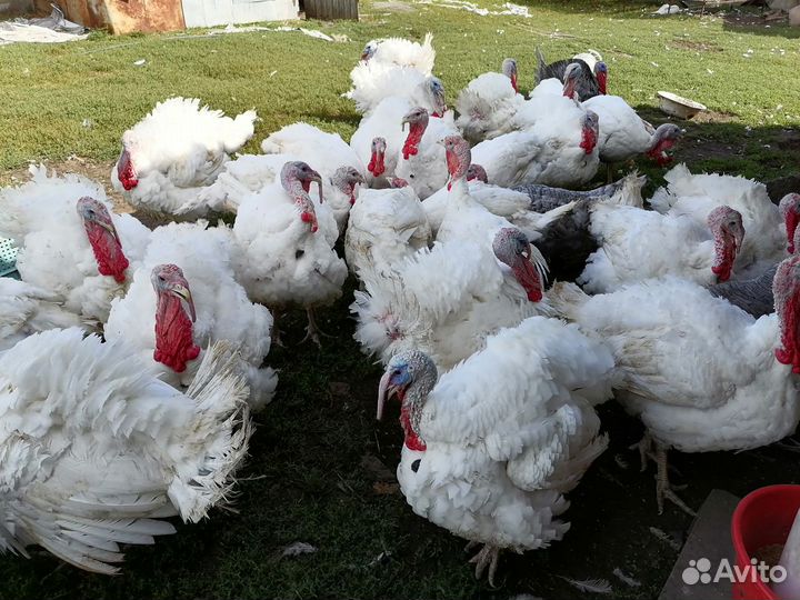 Индейка на мясо