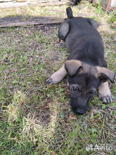 Щенки в дар