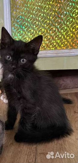 Котята в добрые руки бесплатно