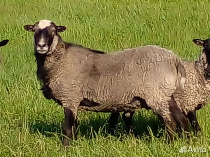 Романовские