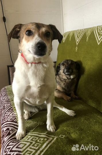 Маленькая собачка Мия 2 года ищет дом