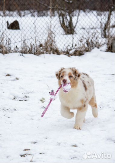 Австралийская овчарка