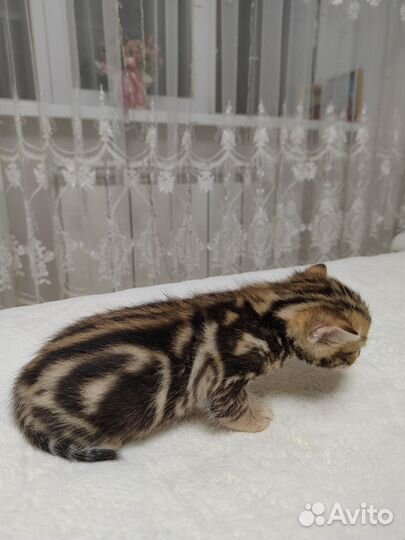 Бенгальская кошка