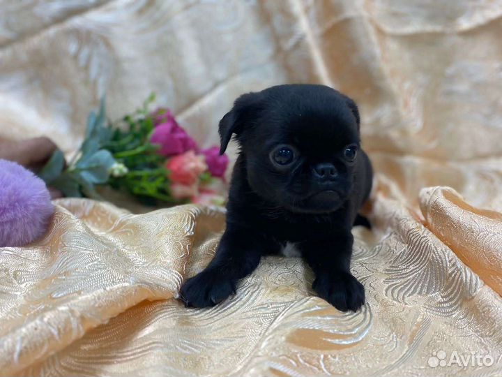 Пти брабансон