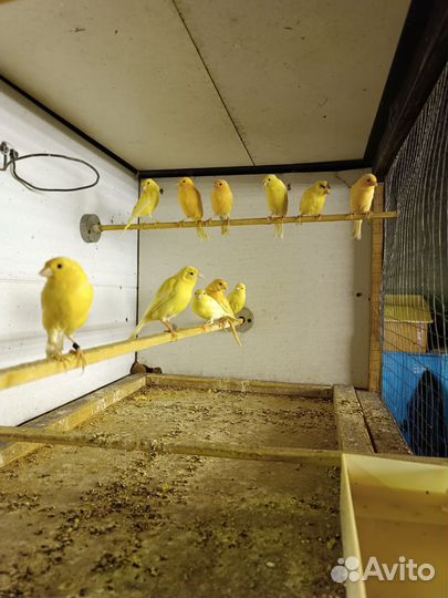 Кенара и канарейки