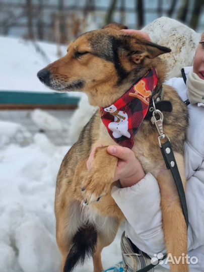 Ася, собака из приюта в добрые руки