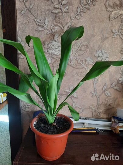 Драцена душистая