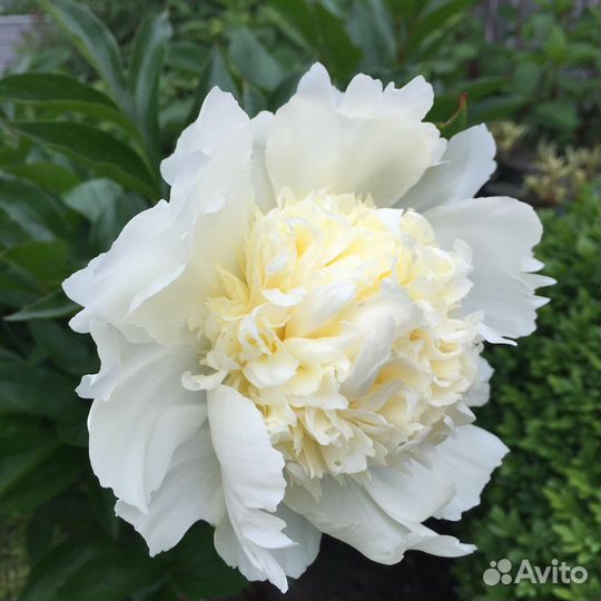 Пионы (деленки) продажа