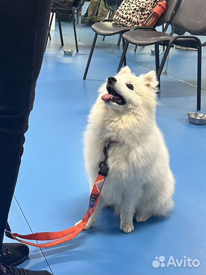 Дрессировка, кинолог с выездом, лакомства