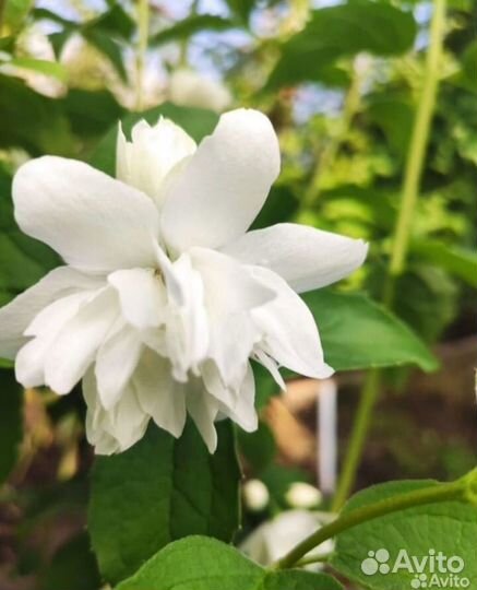 Жасмин махровый