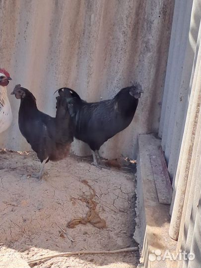 Петух лакеданзи и ухейилюй