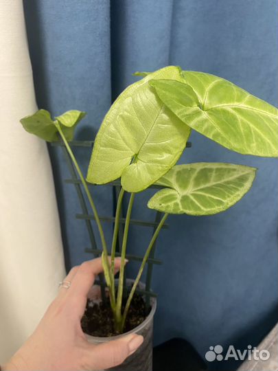 Сингониум отводка