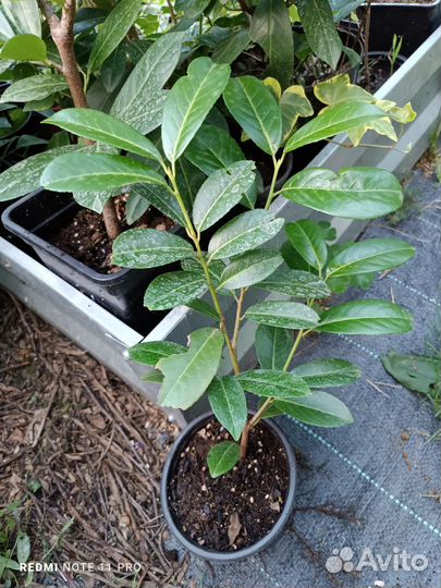 Лавровишня