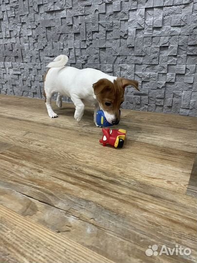 Щенки джек рассел терьер