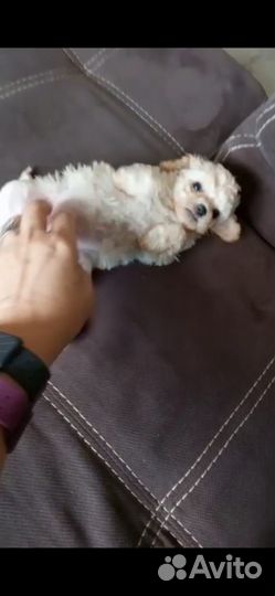 Девочка мини кремовая мальтипу