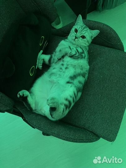 Отдаю кошек