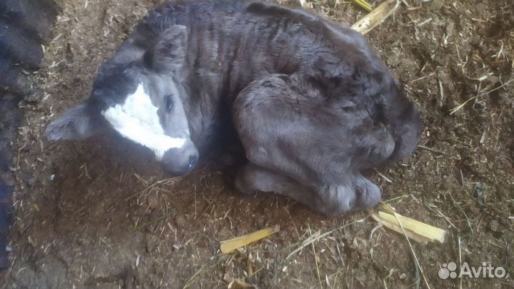 Телята бычки