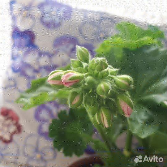 Пеларгония герань