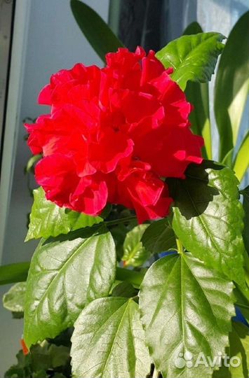 Гибискус махровый