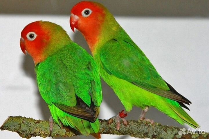 Большое поступление попугаев