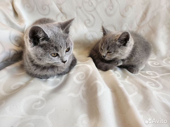 Британские котята
