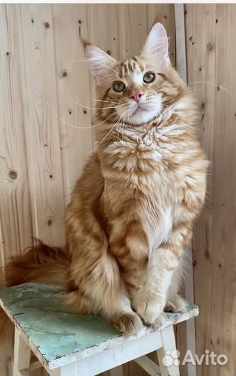 Мейн-Кун Вязка