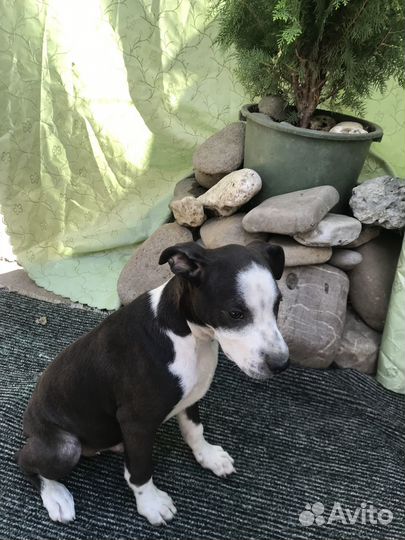 Щенок амстаффа