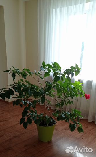 Гибискус махровый красный