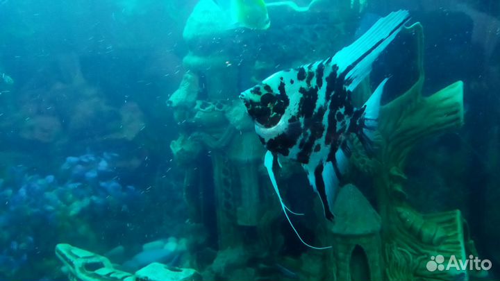 Аквариум