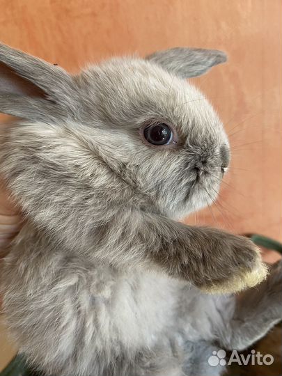 Крольчата карликовые вислоухие