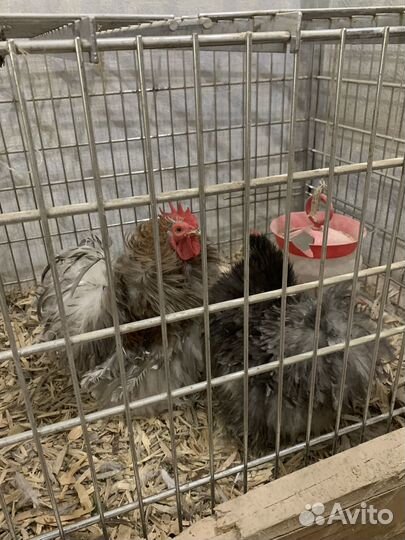 Ия, цыплята породистой птицы