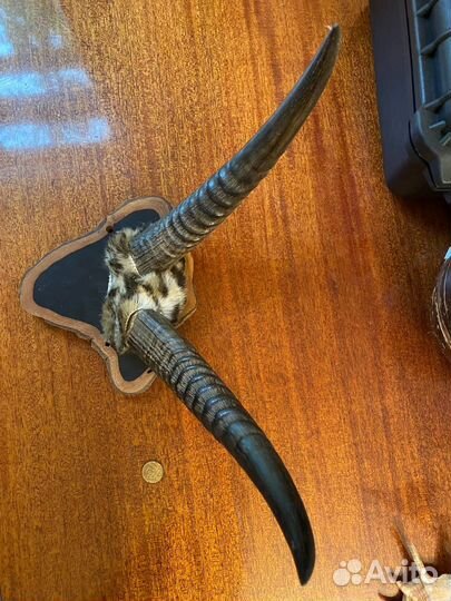 Рога антилопы