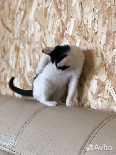 Котёнок мальчик