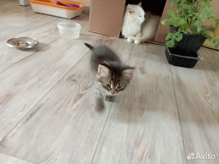 Турецкая ангора и сибирский кот