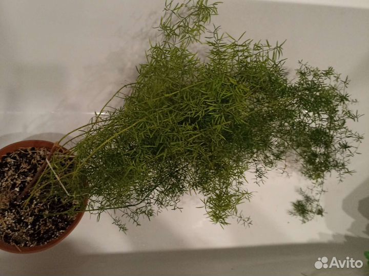 Аспарагус, Спатифилум, кактус