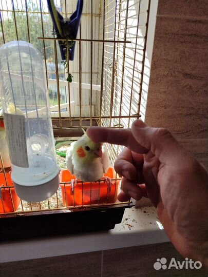 Попугай корелла