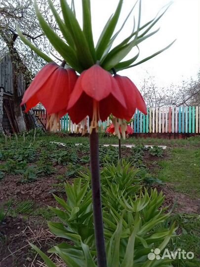 Примула, нарцисс, рябчик королевский